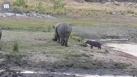 Funny moments of brave hippopotamus chasing rhinos from their territory