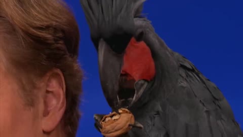 Animal Expert David Mizejewski-Black Palm Cockatoo & Crocodile