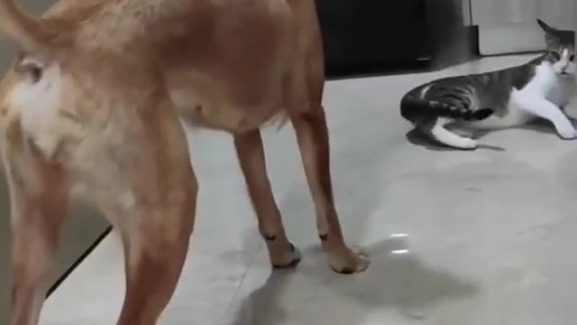 Crimsy and Jath ji Pher Milangaš¹ | Cat and Dog Funny video | by @rjkisnaa #shorts