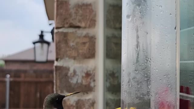 bird-drinking-from-drinker-on-window