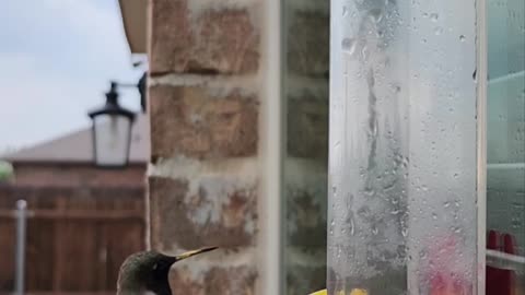 bird-drinking-from-drinker-on-window