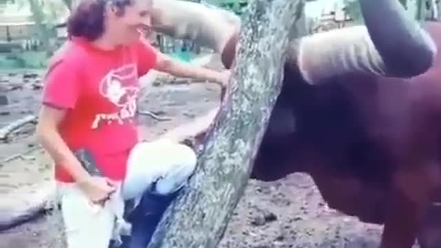 The Most Bigest horns Buffalo