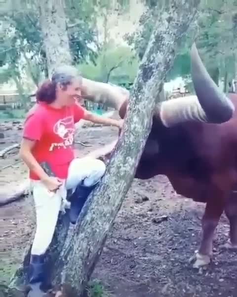 The Most Bigest horns Buffalo