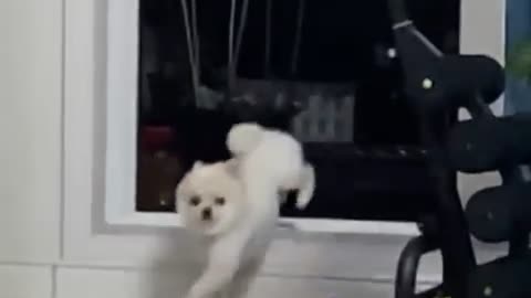 Jumping puppy!