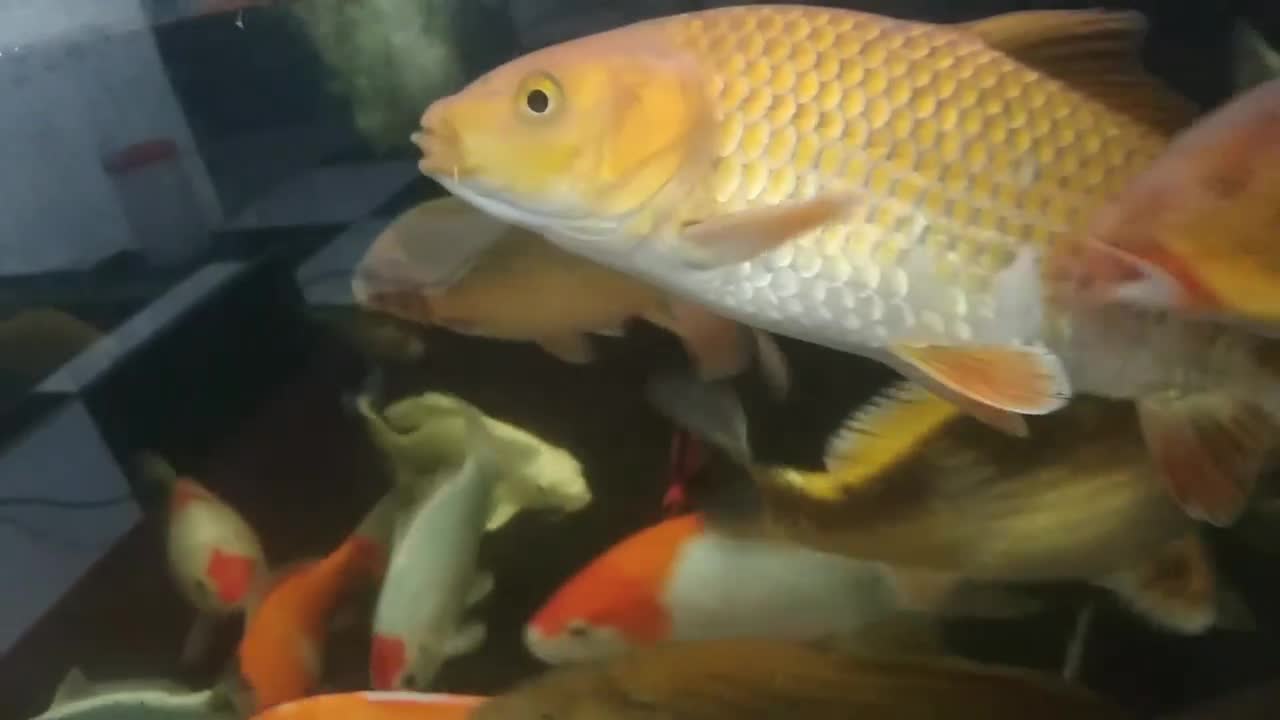 Koi fish pond