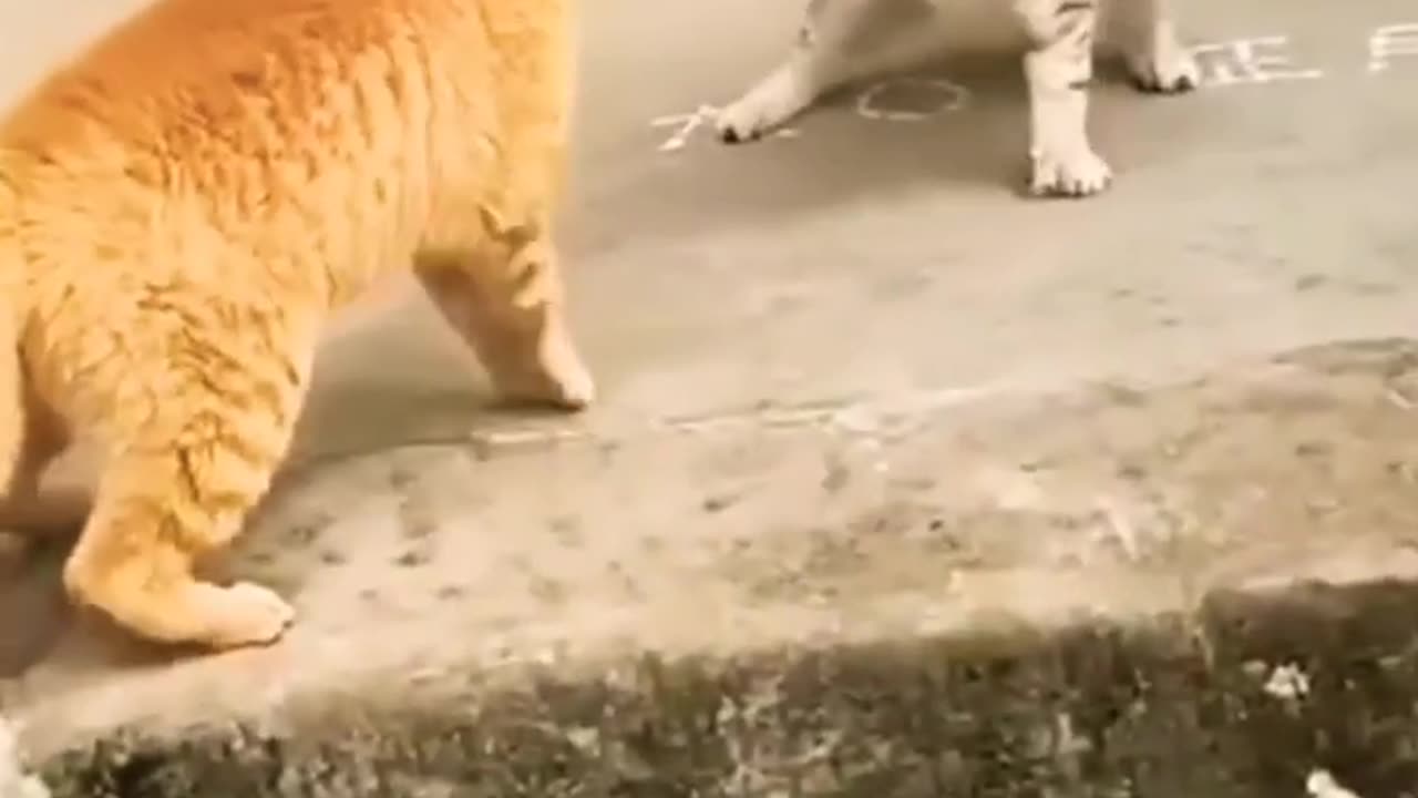 cat fight #shorts #short #youtubeshorts #viral #cat