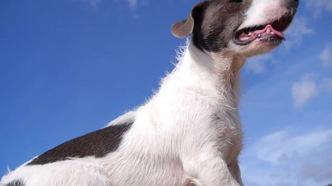 Happy Dog Sitting against Blue Sky at Beach