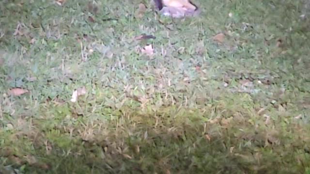 Fox eating a rabbit