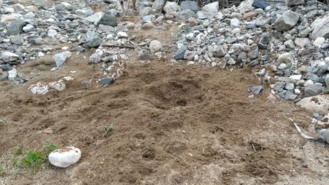 Very funny this dog plays with sand in a different way