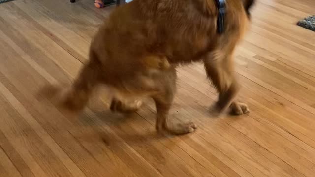 Energetic Golden Spins in Excitement After Walk