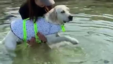 Funny Cats and Dogs Videos, Cute Dogs, Cute Cats Compilation