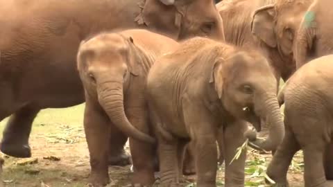 Baby elephant with their family.
