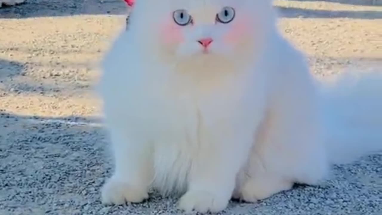 Beautiful cat