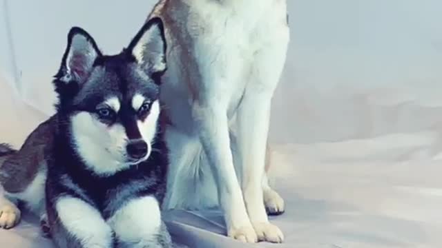 Ultimate Baby Dogs - Cute and Funny Dog Videos Compilation #rumble rumble adnan ahmad3540