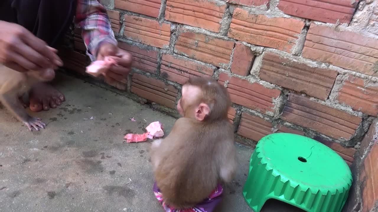 Monkeys Eating Grape Fruit