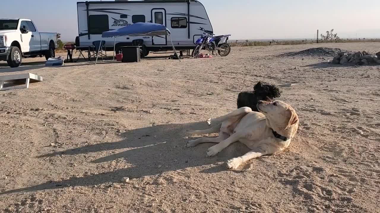 Desert Dogs