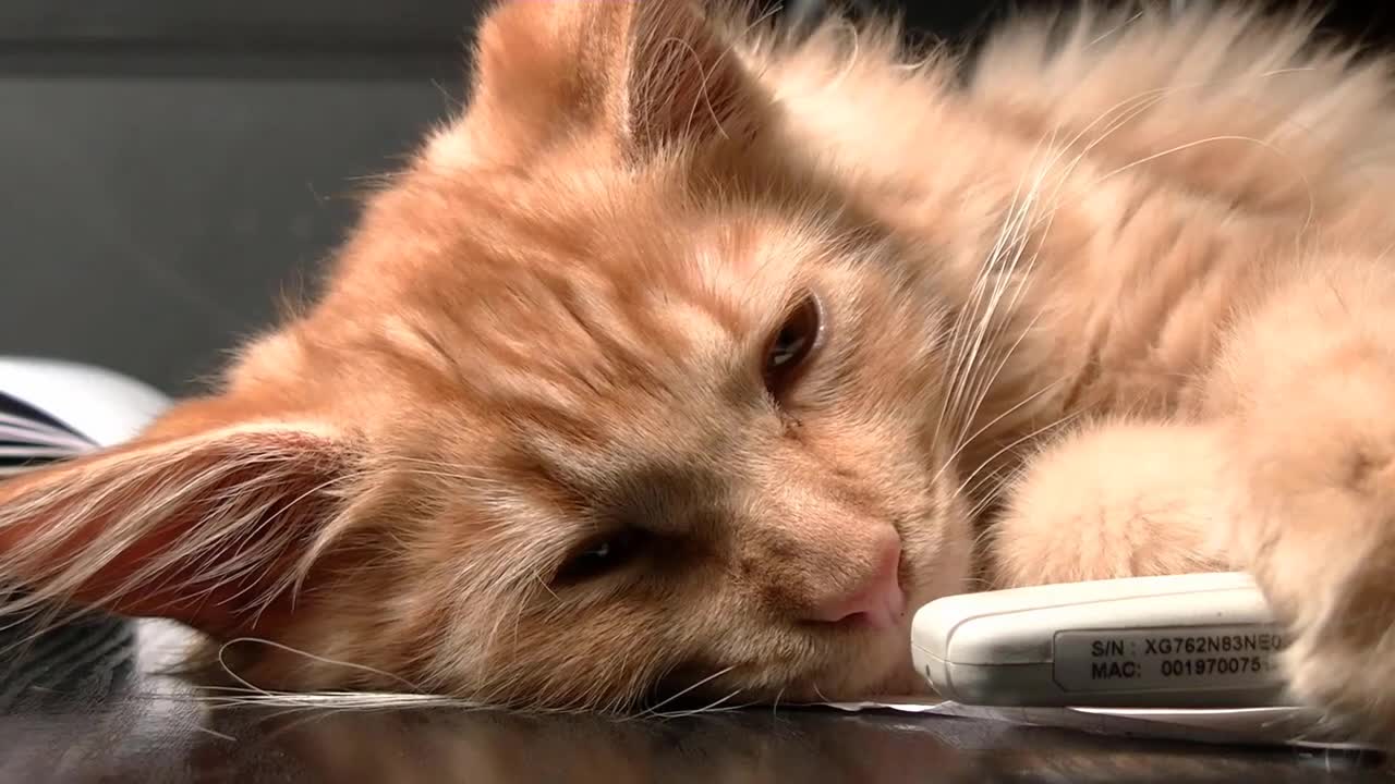 Cute Cats sleeping/relaxing music