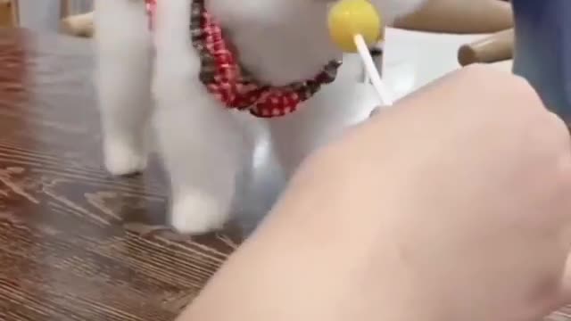 Cat eating like pop