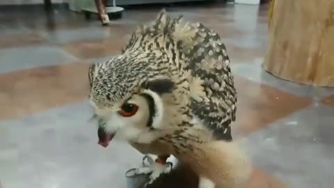 Animal ullu