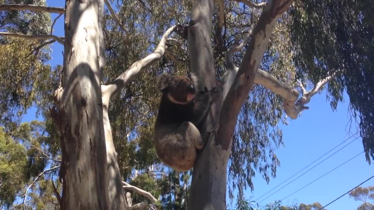 Koala Gets Kicked Out Of Tree and Cries!