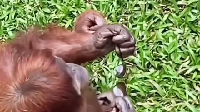 Mother orangutan picks up tourist sunglasses