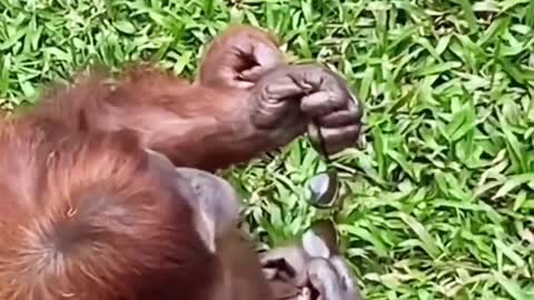 Mother orangutan picks up tourist sunglasses