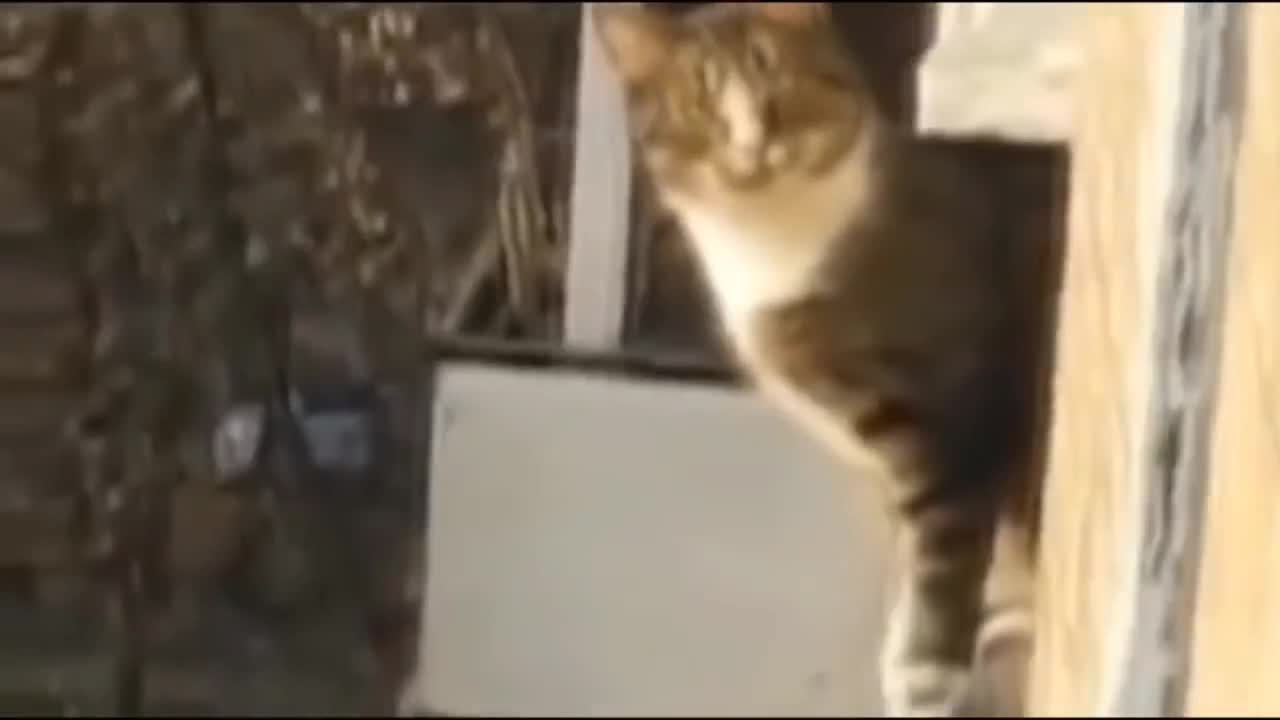 Gatos haciendo parkour