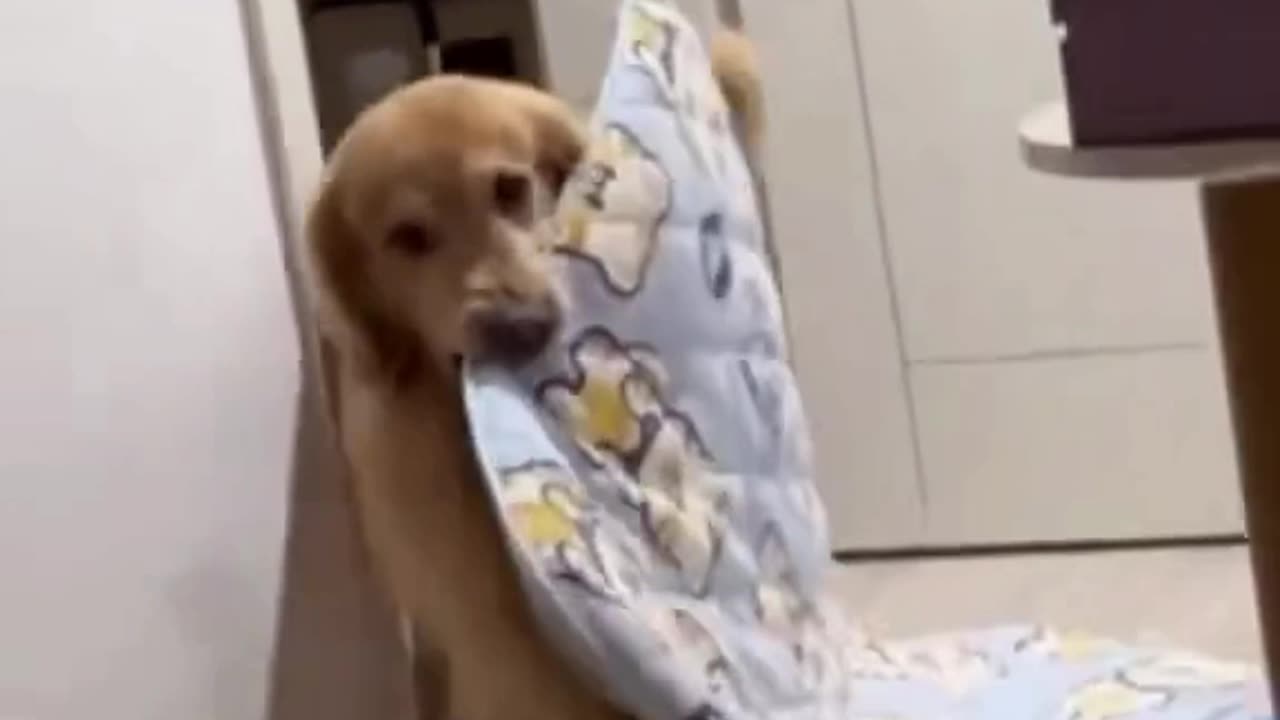 Funny dog