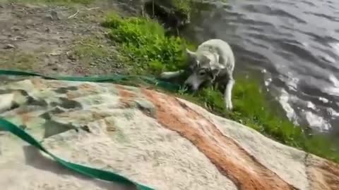 Watch this dog go crazy.Really funny