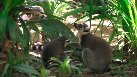 Cute pair of lemurs enjoying a romantic lunch