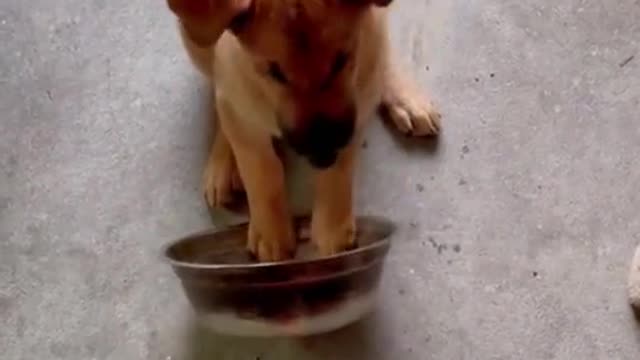 Cute puppy want Food Now_Hungry Time of Cute Dog