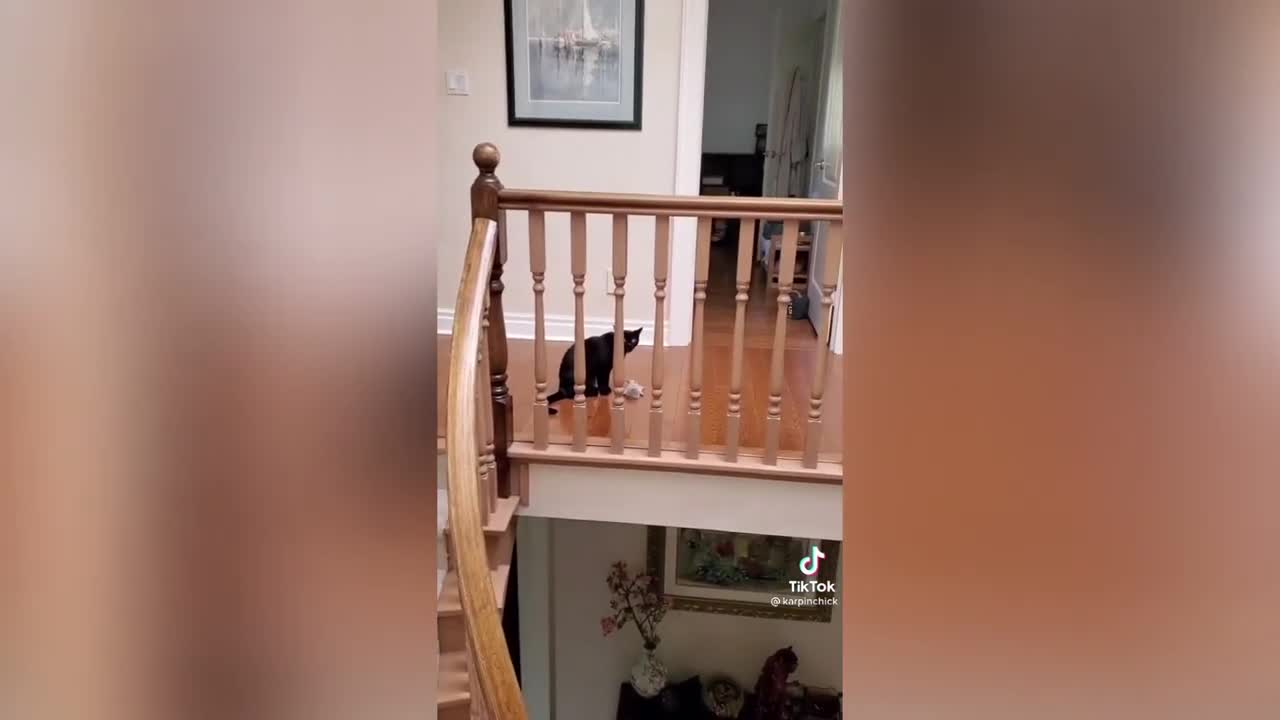 Compilation of videos of funny cats and baby cat - animal 5