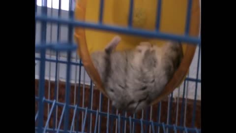 Cute hamster taking that old sleep