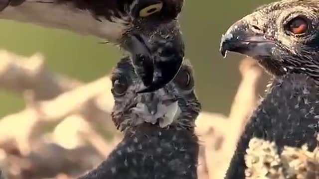 The eagle is feeding the baby eagle