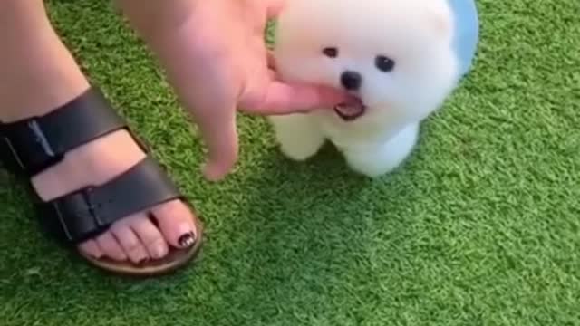 Cute Baby Dog Playing Videos 2021