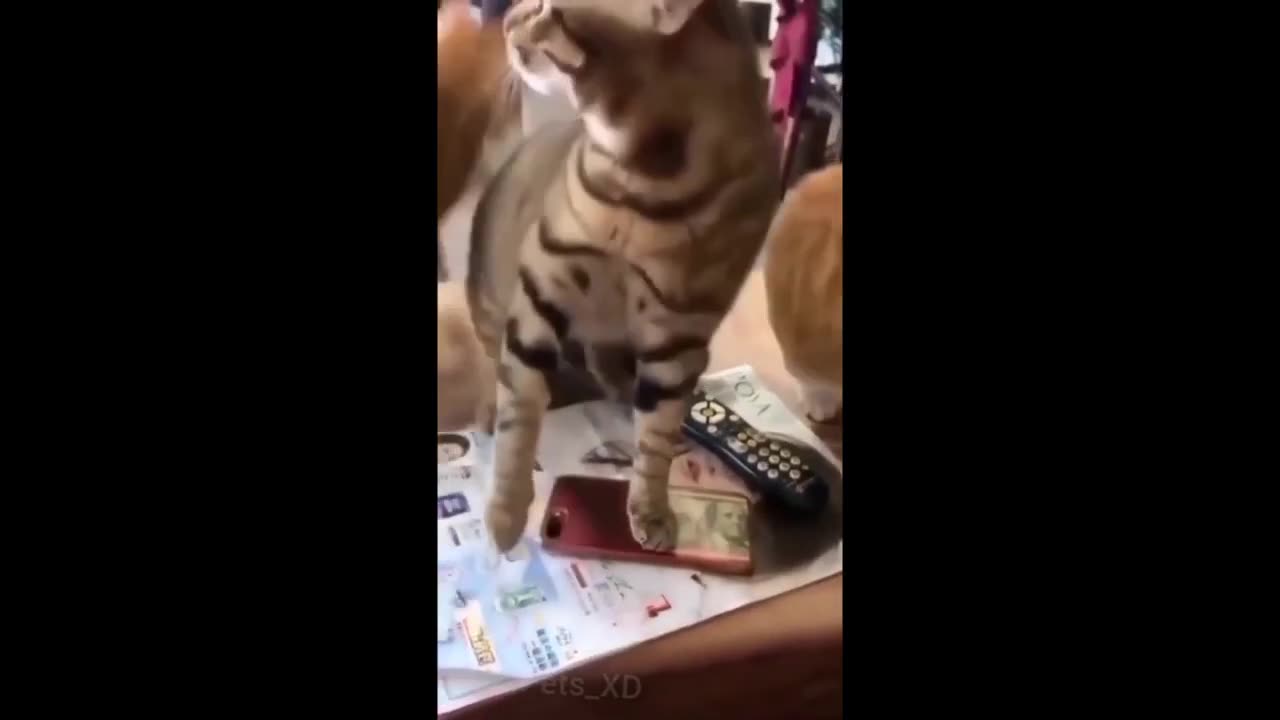 funny cats and dog compilation |cats and dogs funny fails |cats and dogs funniest videos #48