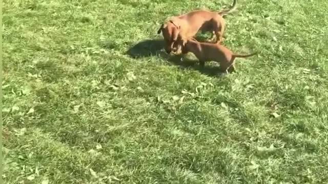 Two dogs playing with stick