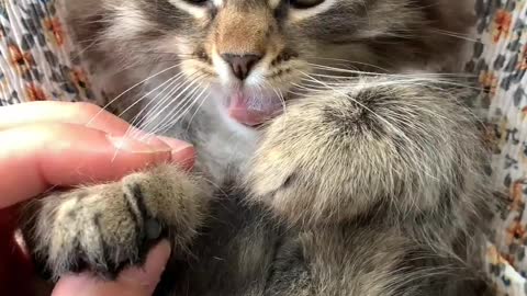 cute kitten