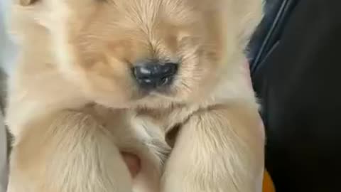 Cute dog compilation - funny dog cute puppy