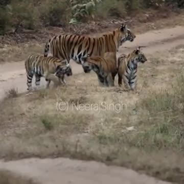 Wildlife in Closer View with natural perspective.