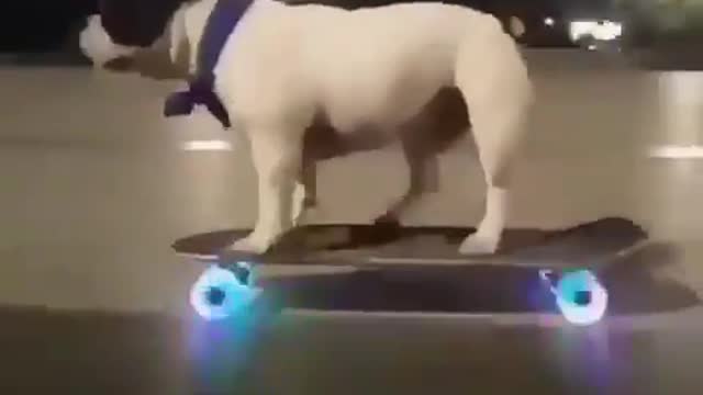 This DOG has skills