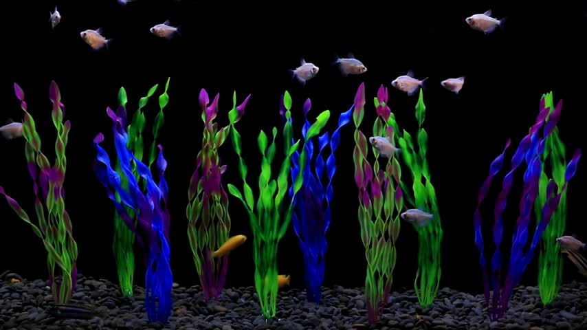 MyLifeUNIT Artificial Seaweed Water Plants for Aquarium