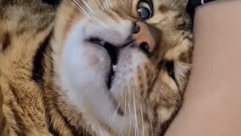 Funny and Cute Animals Shorts #173
