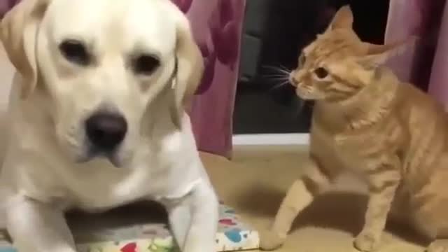 fearless cat fighting this fearful dog