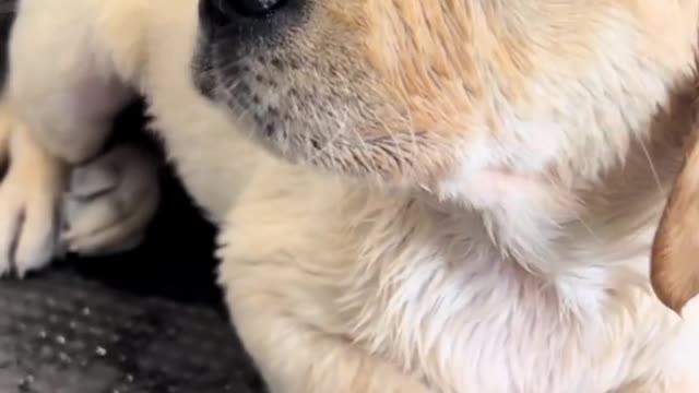 Labrador lovely daily life Pt.15