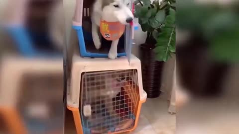 pet funny moments compilation 2 wolfgroom tv