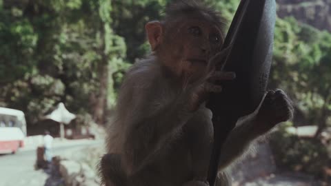 Admiring monkey