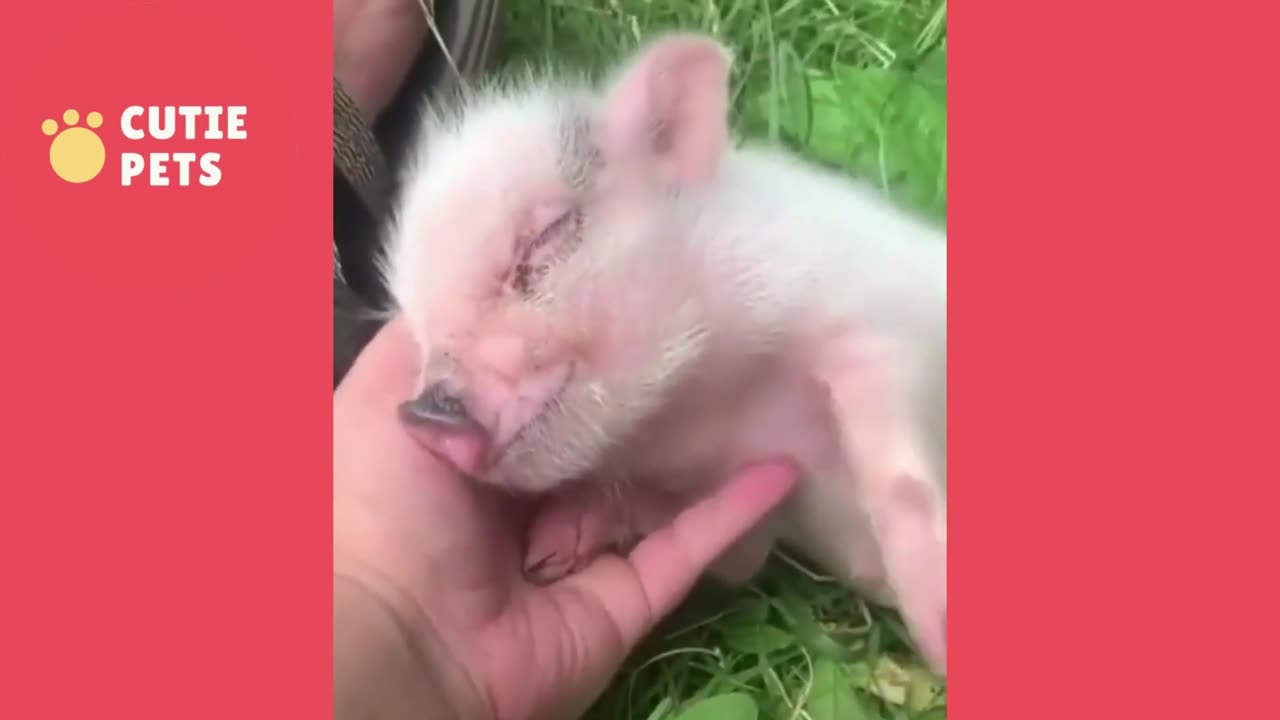 Lovely and Cute PIG