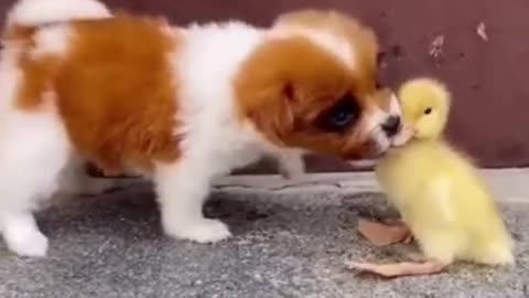 Cute DOG kissing a cute bird