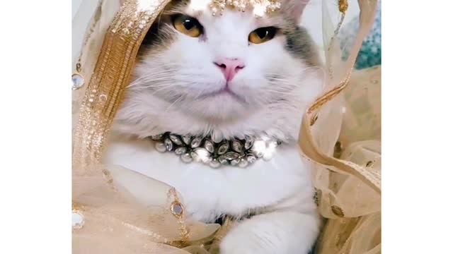 Funy marriage cat